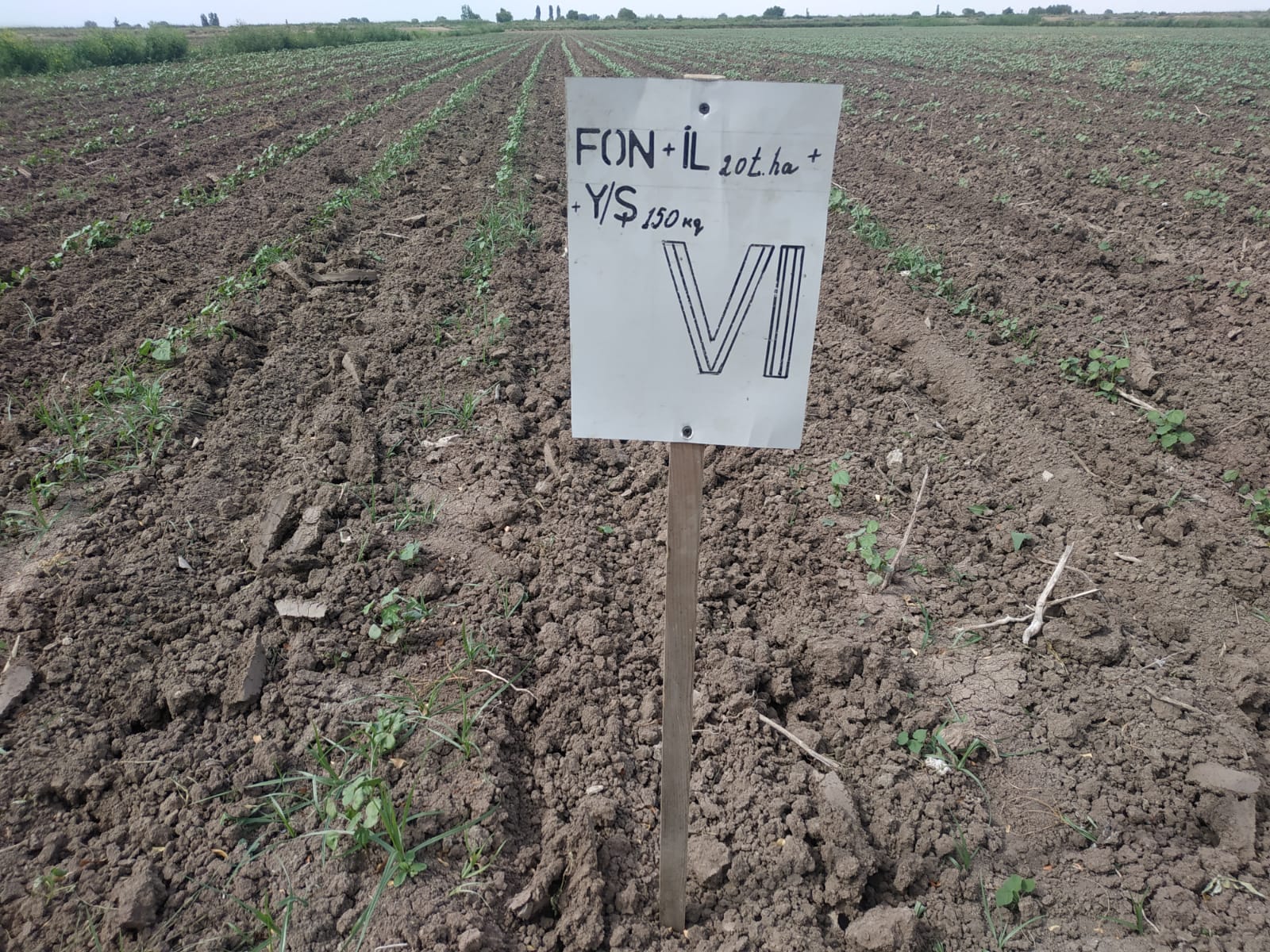 Employees of the Institute of Soil Science and Agrochemistry visited a selected research facility in Saatli district.